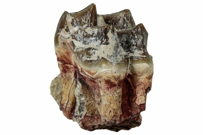 Fossil Oreodont (Merycoidodon) Molar - South Dakota #300270